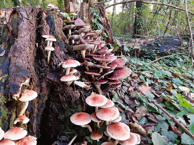 Momente Im Bild Spaziergang Pilze Der Desasterkreis