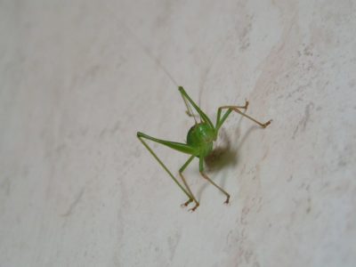 Schau mir in die Augen, Kleines!