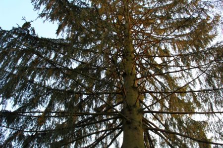 Natur Garten Symbol