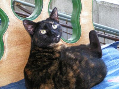 Die Neugier der Katze