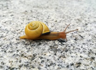 Die Schnecke