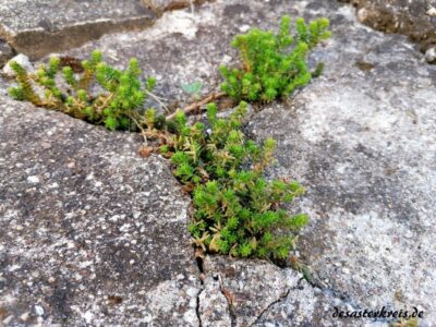 Die Natur findet Wege!