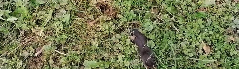 Rudi MNS Titel