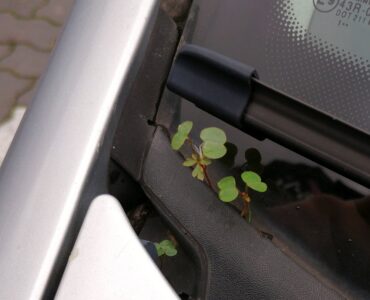 Das Bio-Auto