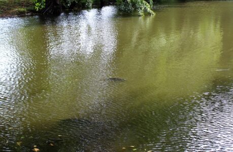 Der Nicht-Fisch