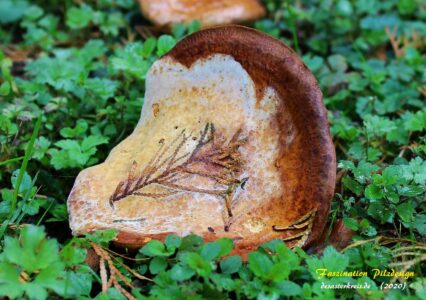 Pilzkunst - Faszination Naturdesign