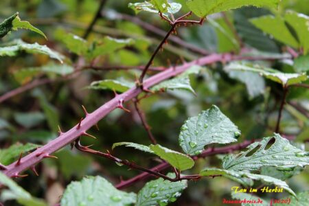 Herbsttau