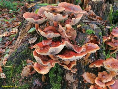 Pilz am Baumstumpf