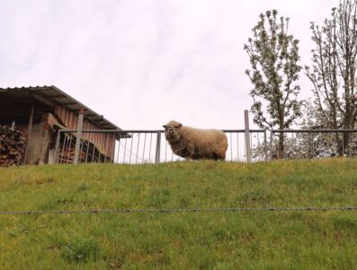 Ein Schaf