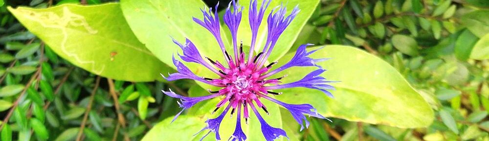 farbe_im__gruen-desasterkreis-1k