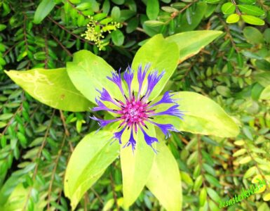 farbe_im__gruen-desasterkreis-1k
