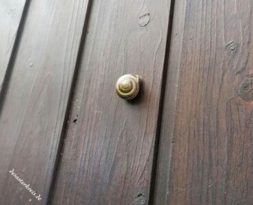 kletterschnecke_1_desasterkreis