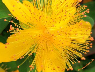 sonntagsblume-desasterkreis.de
