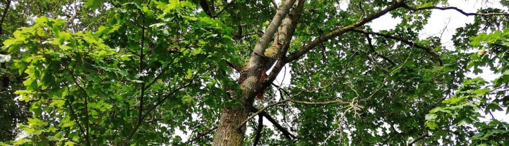Suchbild - Eichhörnchen im Baum
