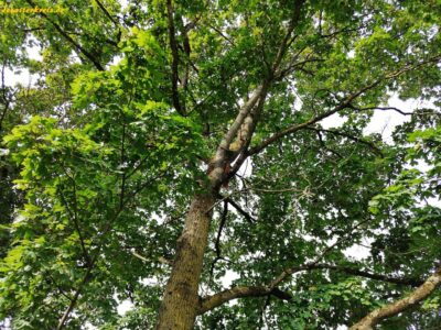 Suchbild - Eichhörnchen im Baum