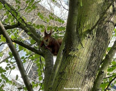 Eichhörnchen