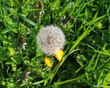 loewenzahn-pusteblume