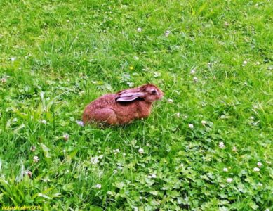 campuswache