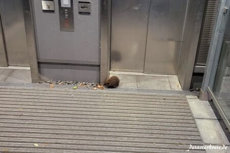 Ein Igel vor der BS6