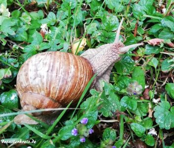 schnecke