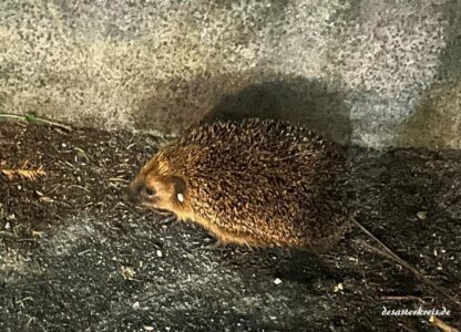 igel