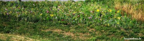 bienenwiese-header