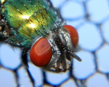 fliege_auge_big_1k_desasterkreis.de