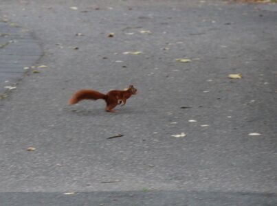 Eichhörnchen weg ...