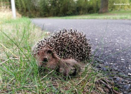 Ein Mini-Igel