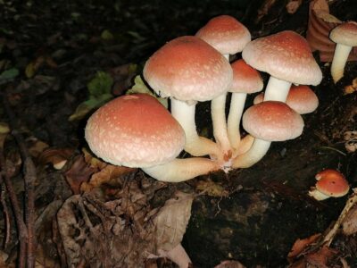 Pilze im Wald an den Steinbachwiesen in Fürth Odw.