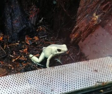 Der freundliche Frosch