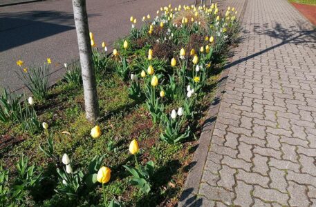 Ein bisschen Frühling auf dem Campus