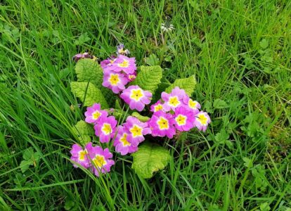 Frühling '23