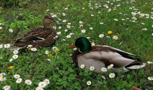 Enten auf dem Trockenen