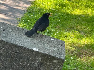 Singende Amsel