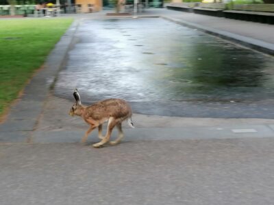 Hase_3