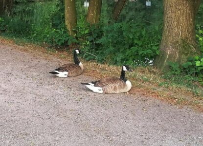 Chillende Gänse
