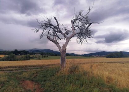 Der Baum der Einsamkeit