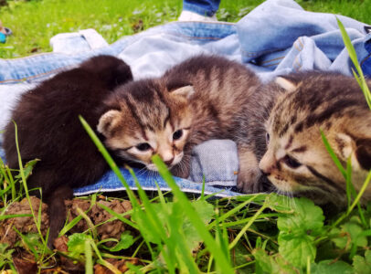 Flauschige "Fundstücke" im Garten