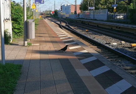 Ein kleiner Rebell in schwarz?