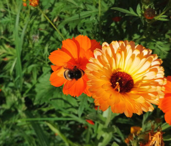 Ein bisschen Sommer noch
