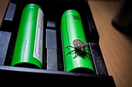 Auch verirrte Baumwanzen frieren! Nein, kein "Battery-Bug" ;-)