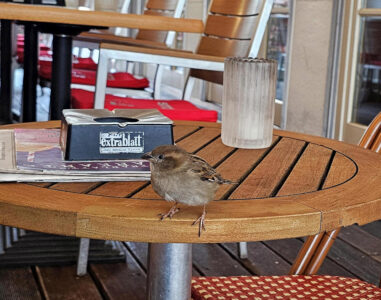 Momente im Bild: Gesellschaft am Tisch