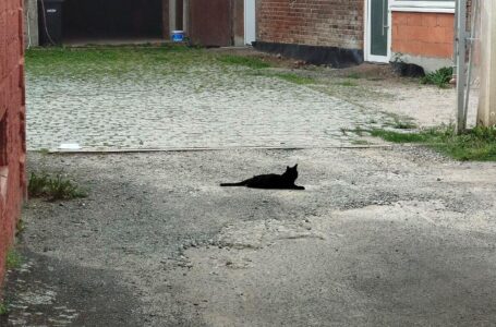Momente im Bild: Die Blockadekatze