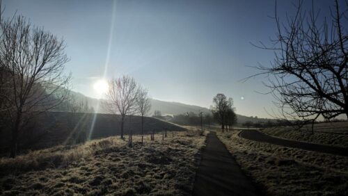 Blühwiese im Winter