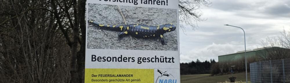 Irgendwo könnten sie stecken, die Feuersalamander ...