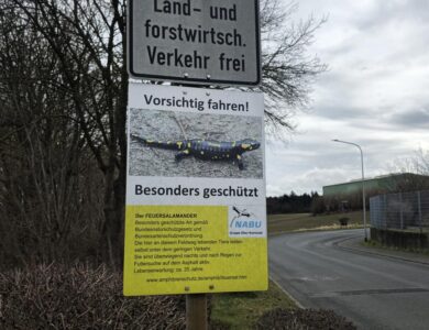 Irgendwo könnten sie stecken, die Feuersalamander ...