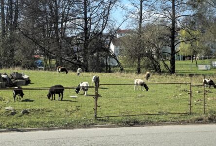 Ostern ist für Lämmer vielleicht ein Dilemma!