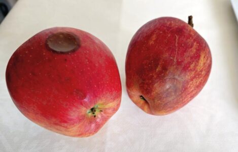 Kleine Mahnung vom Obst?