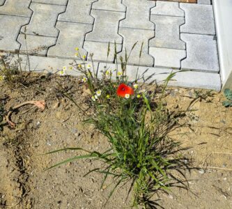 Farbtupfer fallen auf